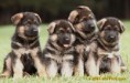 /album/fotogaleria-nemecky-ovciak/cute-germanshepherd-puppy-jpg/