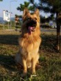 /album/fotogaleria-nemecky-ovciak/misan-jpg/