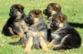 /album/fotogaleria-nemecky-ovciak/pups1-jpg/