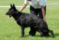 /album/fotogaleria-nemecky-ovciak/vogerland-shaitan-big-jpg/