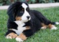 /album/fotogaleria/bernese-mountain-puppy-jpg/