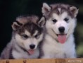 /album/fotogaleria/puppy-wallpaper-dogs-7013496-1024-768-jpg/