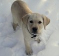 /album/fotogaleria/snow-puppy-erin-121507-jpg/